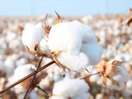 fiore di cotone
